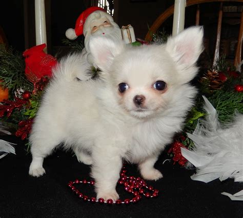 Nickname no names on PuppyFinder. . Chihuahuas for sale illinois